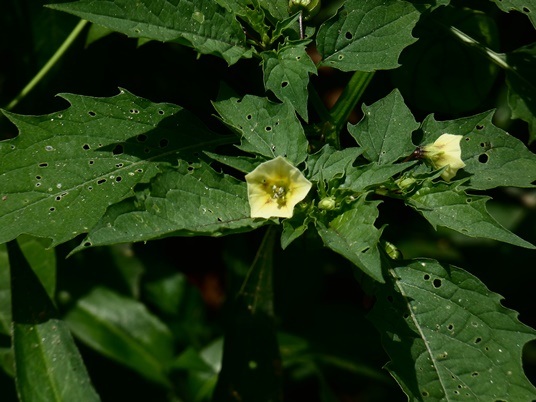 {Physalis angulata var. angulata}